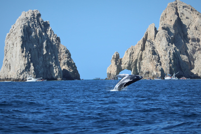 Cabo: Whale-Whatching Boat Trip w/ All-Women Crew and Photos