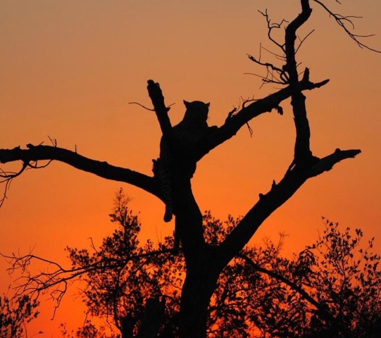 Visit Hoedspruit: Evening Safari In Greater Kruger Private Reserve in Hoedspruit