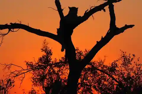 Hoedspruit: Kvällssafari i Greater Kruger Private Reserve