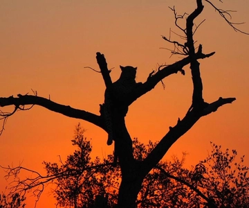 Hoedspruit: Evening Safari In Greater Kruger Private Reserve