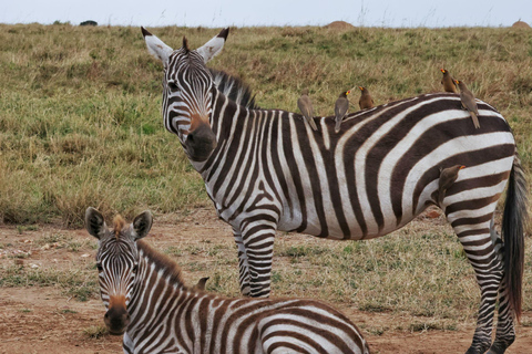 Safári de 7 dias em Amboseli-Bogoria/Baringo-Nakuru e Masai Mara.