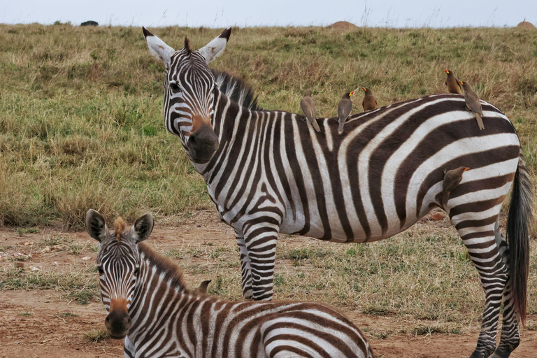 Safari de 7 días Amboseli-Bogoria/Baringo-Nakuru y Masai Mara.