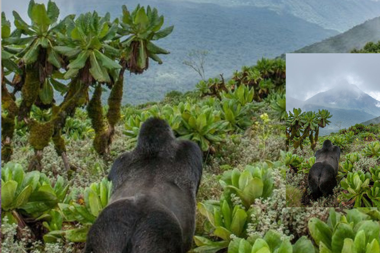 Kigali: 2-Day Gorilla Trekking, City Tour & Cultural Visit