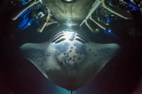 Grande île, nage nocturne avec manta rayon avec chocolat chaud - Housity