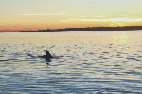 Hilton Head Island: Dolphin Watching 3-Course Dinner Cruise