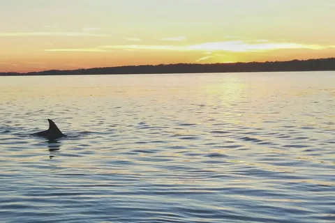 Hilton Head Island: Dolphin Watching 3-Course Dinner Cruise