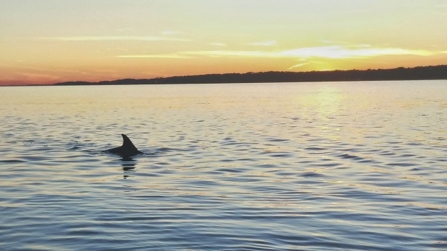 Visit Hilton Head Island Dolphin Watching 3-Course Dinner Cruise in Sea Pines, Hilton Head