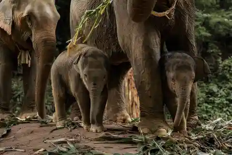 Chiang Mai: Full-Day Kerchor Elephant Eco Park Tour & Trek
