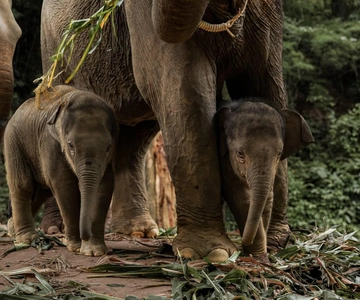 Chiang Mai: Full-Day Kerchor Elephant Eco Park Tour & Trek