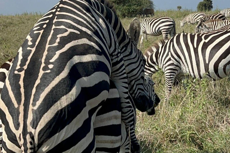 Nairobi: Nairobi National Park Safari with Guide