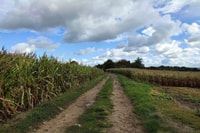 Hiking Adventure in Van Gogh's footsteps - Housity