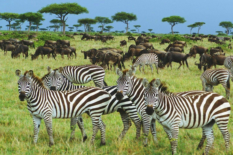 7-dniowe safari w Serengeti z wielką migracją antylop gnu