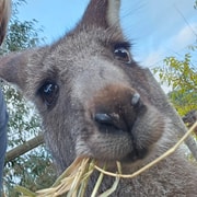 Coonawarra: Caves, Cabernet, & Kangaroos Day Tour & Lunch