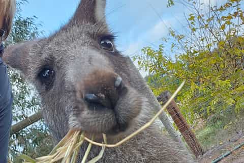 Coonawarra: Caves, Cabernet, & Kangaroos Day Tour & Lunch - Image 3