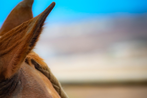 1-hour horseback ride in the south of Tenerife