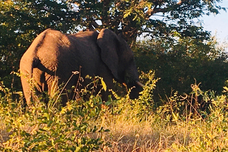 Tour di 2 giorni con rafting sullo Zambesi, safari con rinoceronti e Parco Nazionale di Chobe2 giorni di rafting sul fiume Zambesi, safari alla ricerca dei rinoceronti e tour del P