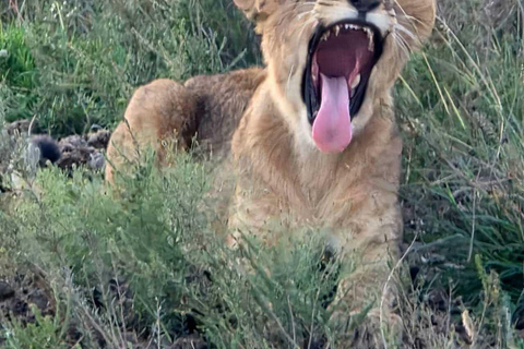 Nairobi National Park Predator Tracking Safari Tour
