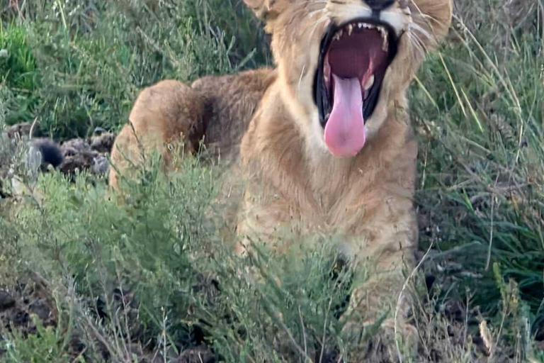 Nairobi National Park Predator Tracking Safari Tour