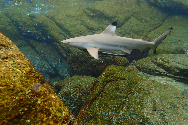 Koh Tao: Excursión de snorkel a la isla de Nang Yuan y bahías ocultas