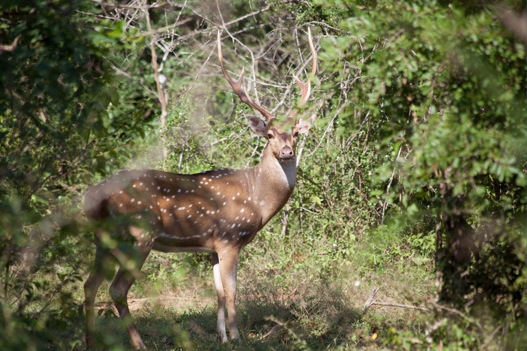 All Inclusive Yala Leopard Safari from Colombo, Ella & Galle