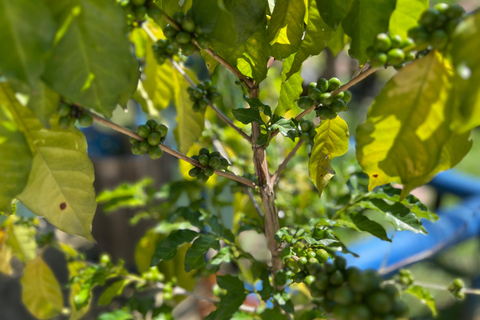 Medellin: Fruit Tour with tastings, nature and animals From Medellín: Fruit tour + Swimming Pools + 1 Bed