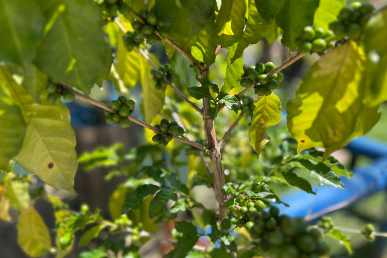 Medellin: Fruit Tour with tastings, nature and animals From Medellín: Fruit tour + Swimming Pools + 1 Bed