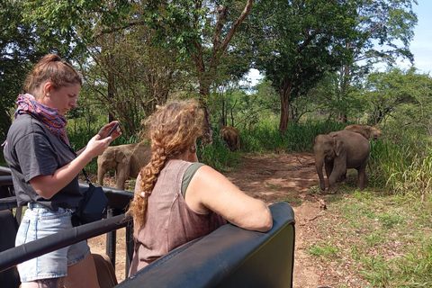 Minneriya National Park: Halbtagessafari Morgens oder Abends