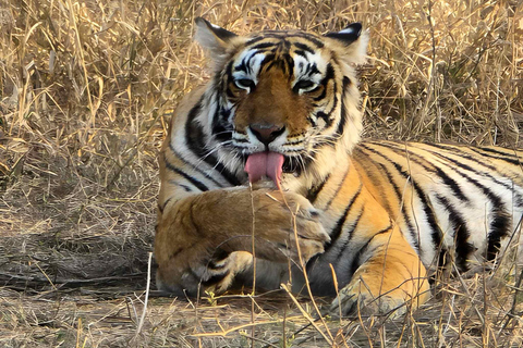 6-Day Golden Triangle & Ranthambore Tiger Safari from Delhi Tour with 4-Star Accommodation