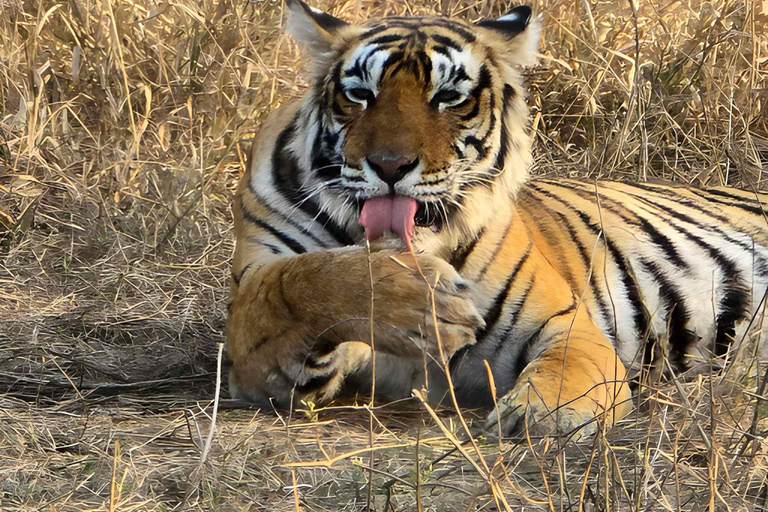 6-Day Golden Triangle & Ranthambore Tiger Safari from Delhi Tour with 4-Star Accommodation