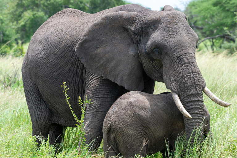 Zanzibar: 3-Day Safari to Lake Manyara & Ngorongoro Crater