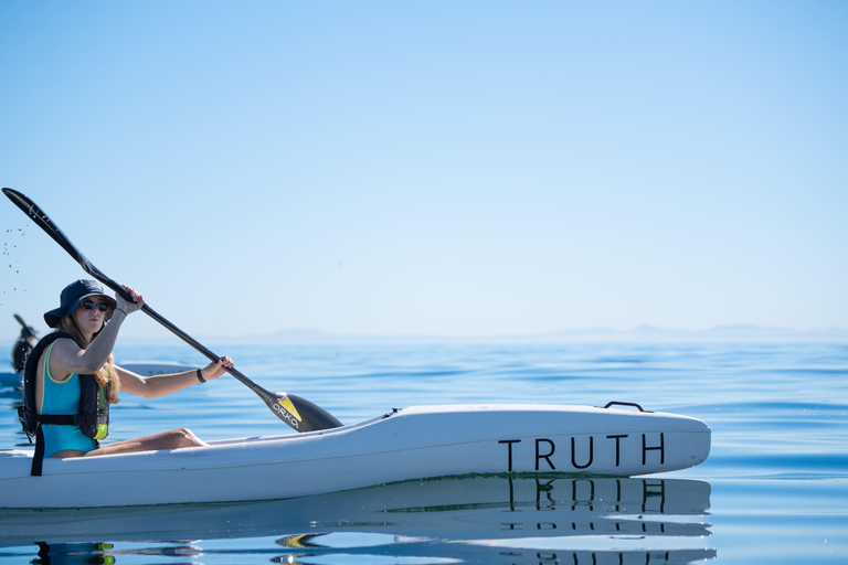 Cape Town: Dolphin & Ocean Wildlife Kayaking Adventure ⚓️