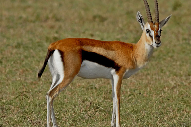 Safari im Nairobi-Nationalpark mit Abholung und RücktransportSafari, Sheldrick&#039;s &amp; Giraffe Center: Private Option