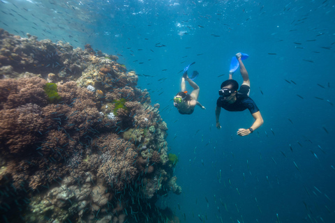 Airlie Beach: Great Barrier Reef Snorkel from Shute Harbour