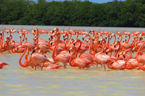 From Merida: Celestún biosphere, boat ride, and Beach day Celestún biosphere, boat ride, mangroves and beach day