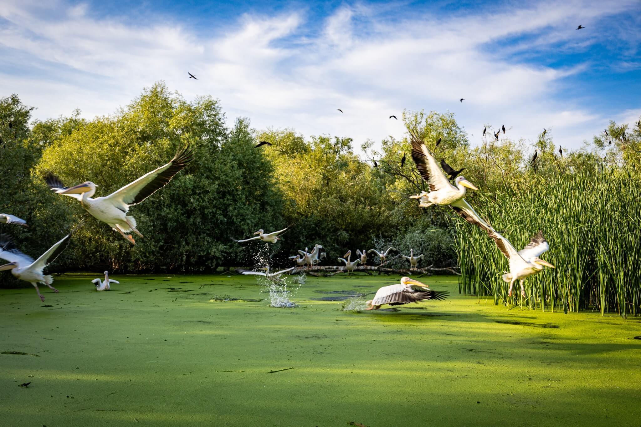 Bukarest: 2-tägige Tour zum Donaudelta mit Bootstour