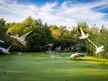 Bucarest : excursion de 2 jours dans le delta du Danube avec tour en bateau