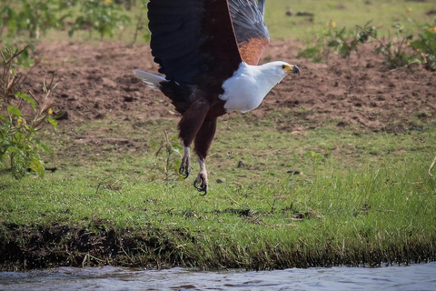 Cataratas Vitória ao Parque Nacional Chobe: Aventura de 1 dia em um safári