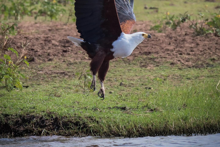 Des chutes Victoria au parc national de Chobe : 1 jour d'aventure safari