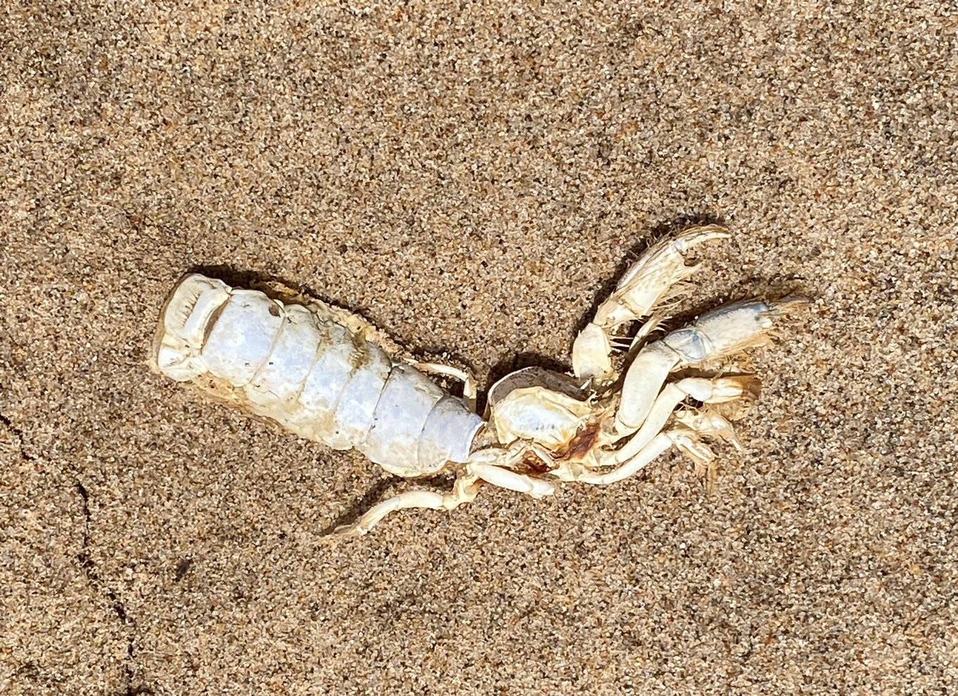 Walvis Bay: 4x4 ørkenudflugt til Sandwich Harbour Bay