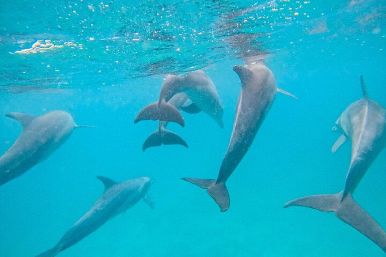 Diani Beach: Sunrise Boat Tour and Snorkeling Trip