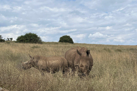 Nairobi National Park, Elephant Orphanage and Giraffe Centre Nairobi National Park, Baby Elephant and Giraffe Centre