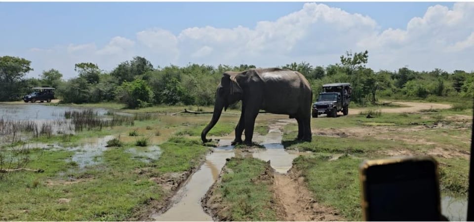 Bentota/Aluthgama/Ahungalla'dan Udawalawe Safari Günübirlik Turu ...