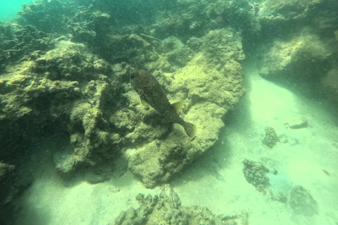 Mirissa: Night Snorkeling Adventure with Coral Reef & Fishes Mirissa: Night Snorkeling Adventure with Local Guide