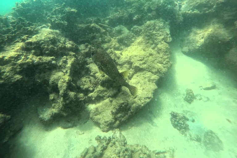 Mirissa: Night Snorkeling Adventure with Coral Reef & Fishes Mirissa: Night Snorkeling Adventure with Local Guide