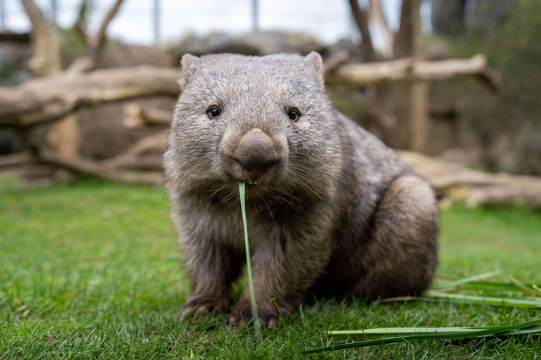 Prager Zoo: Ticket ohne Anstehen Einlass ohne Anstehen