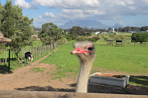 Cape Town: Ostrich Ranch Safari with Hotel Transfer