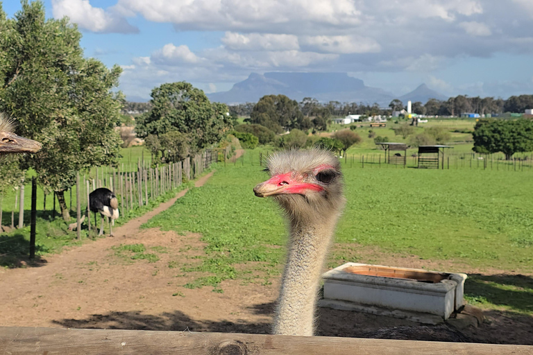 Cape Town: Ostrich Ranch Safari with Hotel Transfer