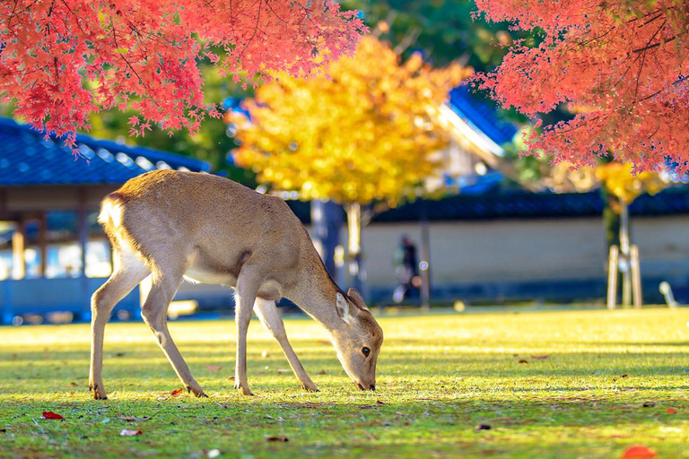 Da Osaka: Nara, esperienza Uji Matcha e tour delle sorgenti termali