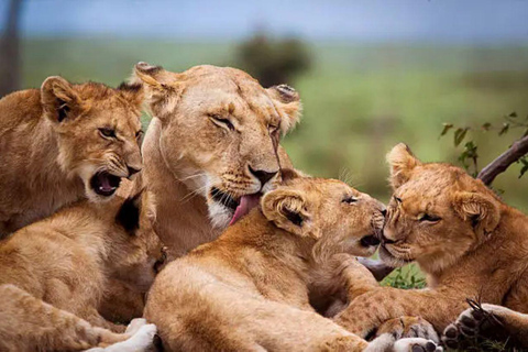 Nairobi National Park Evening Game Drive & sundowner Nairobi National Park Evening Game Drive & sundowner - VAN