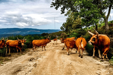 Prozelo: Passeio de Buggy por Arcos de Valdevez e Peneda GerêsPasseio de buggy com 4 assentos